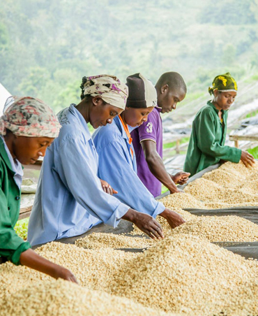 Coffee Export Readiness Pilot